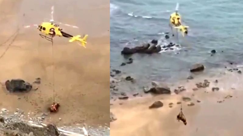 Býka, který spadl z útesu, zachraňovala helikoptéra
